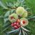 Ægte Kastanie 'Lyon' - Castanea sativa
