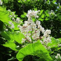 Trompetkrone - Catalpa bignonioides i blomst