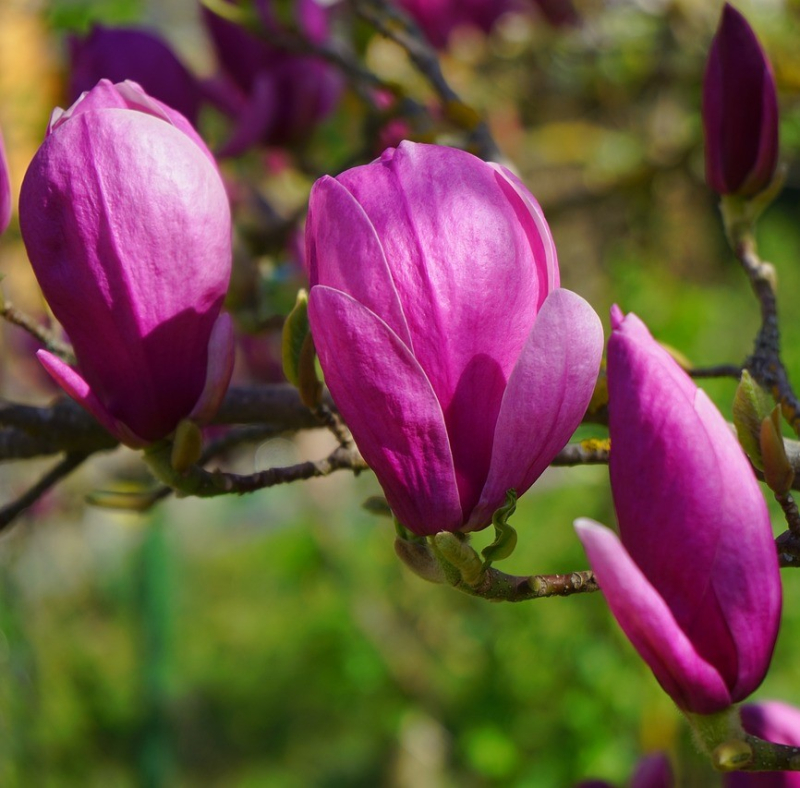 Magnolia ´Black Tulip´  120 cm stamme