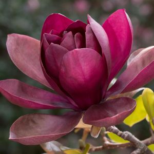 Magnolia 'Black Tulip'