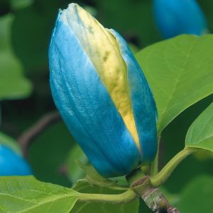 Magnolia acuminata 'Blue Opal'