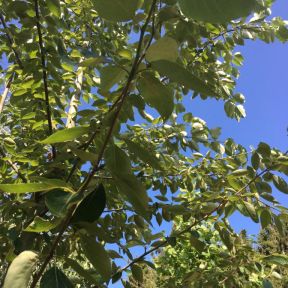 Vestamerikansk Balsampoppel - Populus tricocarpa 'O.P.42'