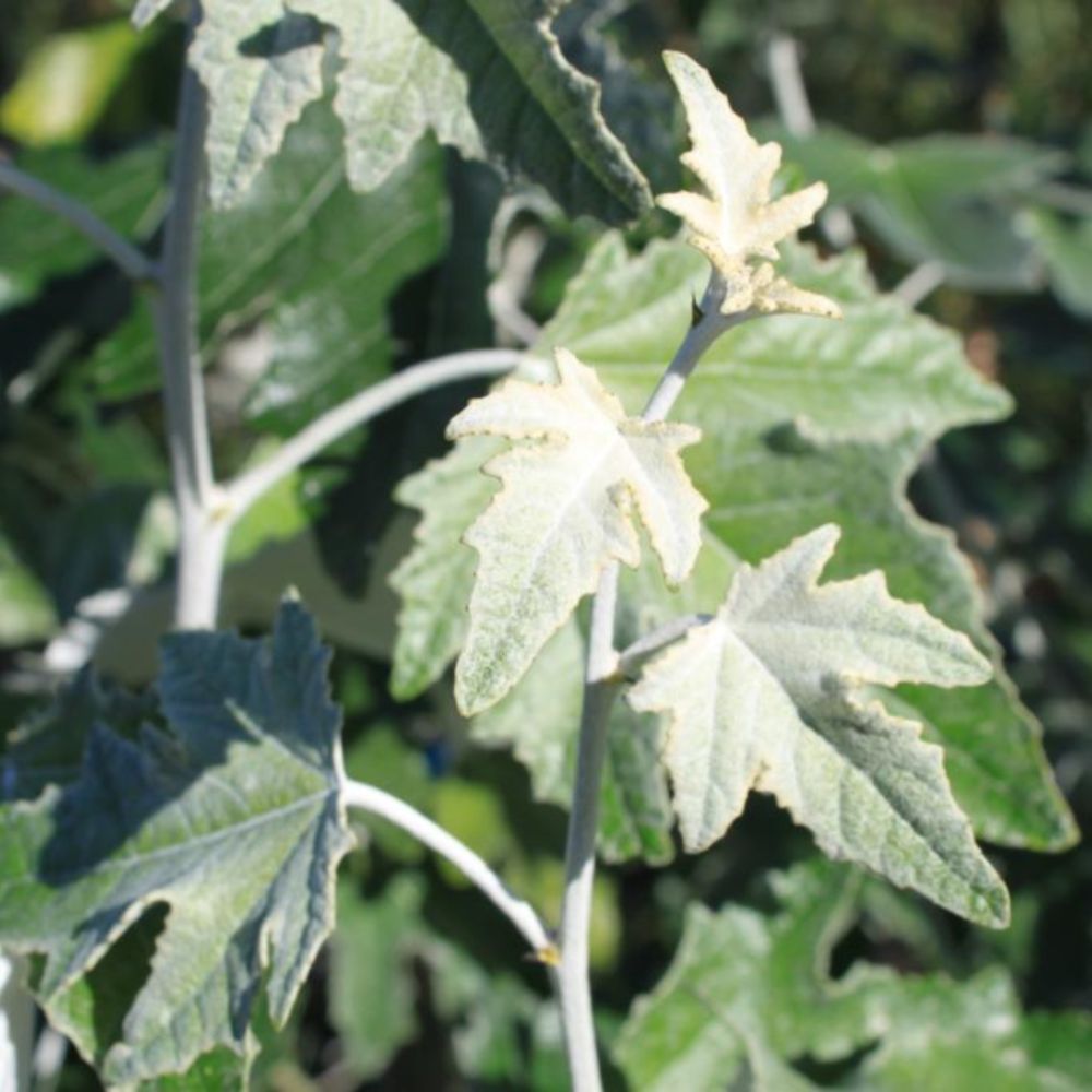 Sølvpoppel - Populus alba ´Nivea´ 175-200 cm