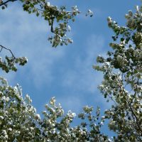 Sølvpoppel - Populus alba - poppel / bævreasp
