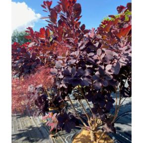 Parykbusk - Cotinus coggygria 'Royal Purple'