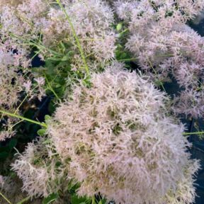 Parykbusk - Cotinus coggygria 'Young Lady'
