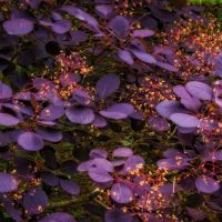 Parykbusk - Cotinus coggygria