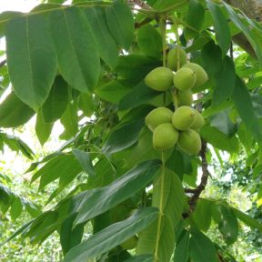 Hjertenød - Juglans ailantifolia cordiformis 'Kalmar'