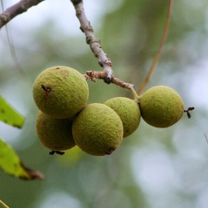 Sort Valnød - Juglans nigra med frugter