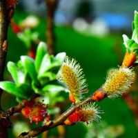 Pil - Salix med gæslinger