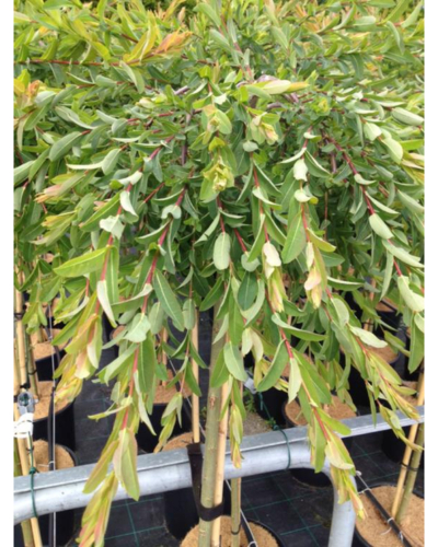Dværg Hængepil - Salix integra ´Pendula´ 120 stamme 15 l. potte