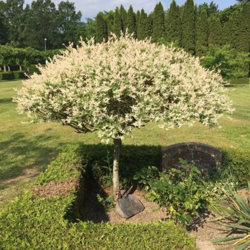 Japansk Pil - Salix integra ´Hakuro Nishiki´ 80 cm stamme 10 l. potte
