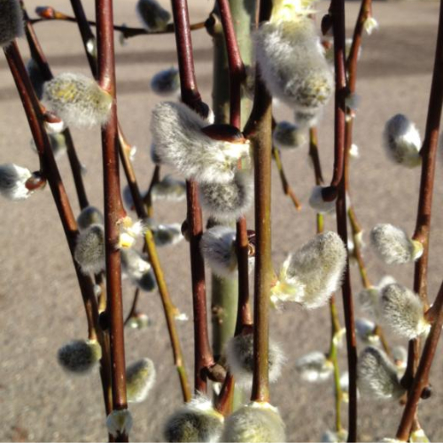 Hængende Sæljepil - Salix caprea ´Kilmarnock´ 150 cm stamme 2 år 15 l. potte