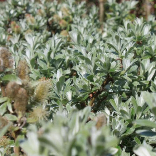 Dværgpil - Salix helvetica 60 cm stamme 7,5 l. potte