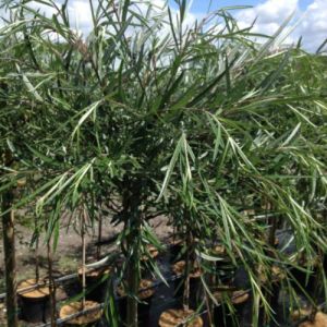Palmepil - Salix 'Palmowa'