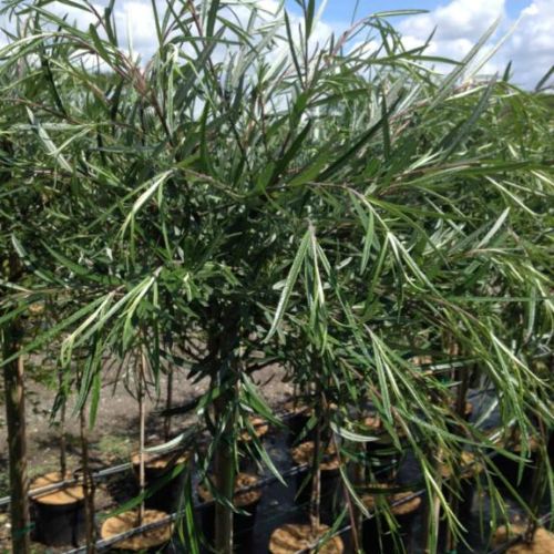 Palmepil - Salix ´Palmowa´ 180 cm stamme 15 l. potte