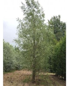 Hvidpil - Salix alba 'Saba'