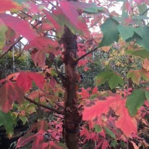 Papirbarkløn - Acer griseum
