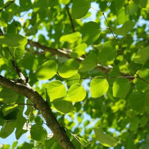 Hjertetræ - Cercidiphyllum japonicum 'Göteborg' i solen