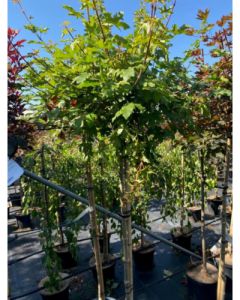 Kugle-Navr - Acer campestre 'Nanum'