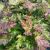 Tatar Løn - Acer ‘Merlot Magic’
