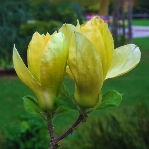 Magnolia acuminata 'Blue Opal' blomst