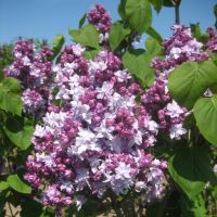 Ægte syren, podet storblomstrende Syringa vulgaris i fuld blomst