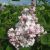 Ægte Syren - Syringa vulgaris 'Beauty of Moscow' - Storblomstret Syren