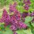 Ægte Syren - Syringa vulgaris 'Andenken an Ludwig Späth' - Storblomstret Syren