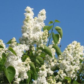 Ægte Syren - Syringa vulgaris 'Mme Lemoine' - 'Madame Lemoine'