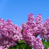 Almindelig Syren - Syringa vulgare i blomst