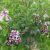 Dværgsyren - Syringa meyeri 'Palibin'