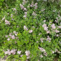 Dværgsyren - Syringa meyeri