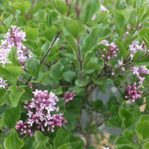 Dværgsyren - Syringa meyeri 'Palibin'