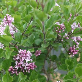 Dværgsyren - Syringa meyeri 'Palibin'