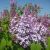 Almindelig Syren - Syringa vulgaris