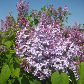 Almindelig Syren - Syringa vulgaris