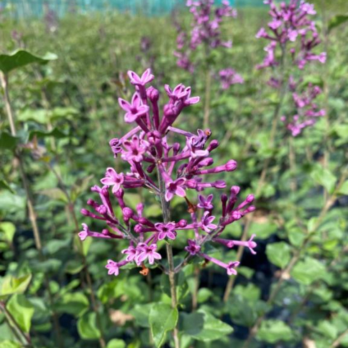 Dværgsyren - Syringa ´Dark Purple´ 80 cm stamme 2-år