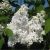 Almindelig Hvid Syren - Syringa vulgaris 'Alba'