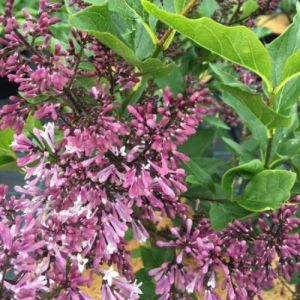 Dværgsyren - Syringa patula 'Miss Kim' - blomster