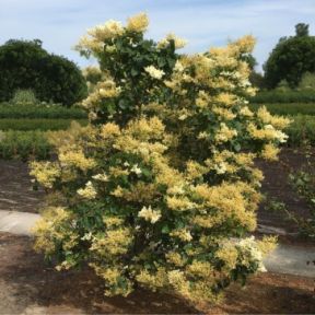 Træsyren - Syringa pekinensis 'China Snow'