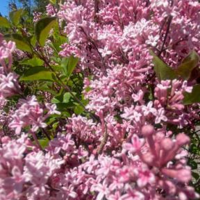 Dværgsyren - Syringa 'Pink Perfume'