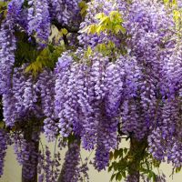 Blåregn - Wisteria