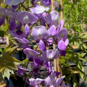 Japansk Blåregn - Wisteria brachybotrys 'Okayama'