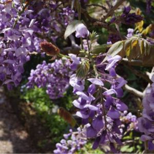 Japansk Blåregn - Wisteria brachybotrys 'Okayama'