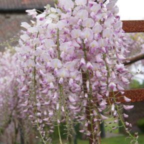 Japansk Blåregn - Wisteria floribunda 'Honbeni'