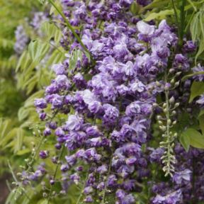 Japansk Blåregn - Wisteria floribunda 'Violacea Plena' - 'Black Dragon'