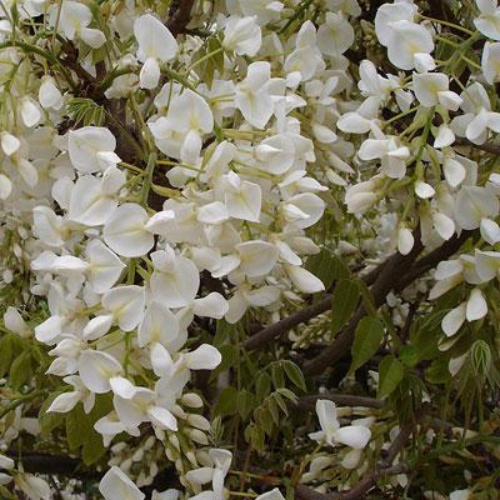 Kinesisk Hvid Blåregn - Wisteria sinensis ´Alba´ 175-200 cm