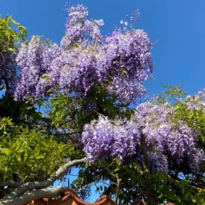 Kinesisk Blåregn - Wisteria sinensis 'Prolific'