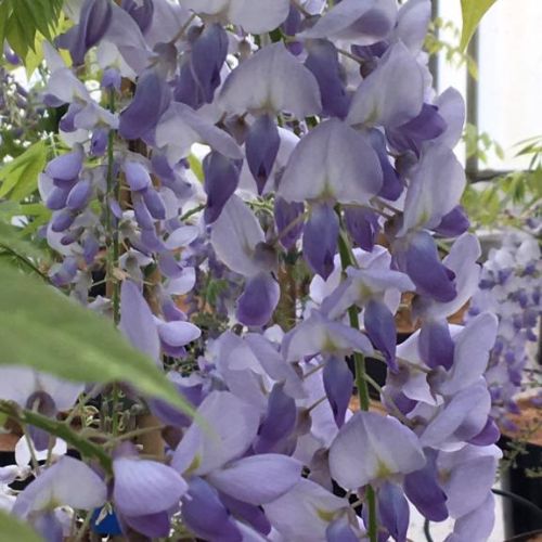 Kinesisk Blåregn - Wisteria sinensis 'Prolific'